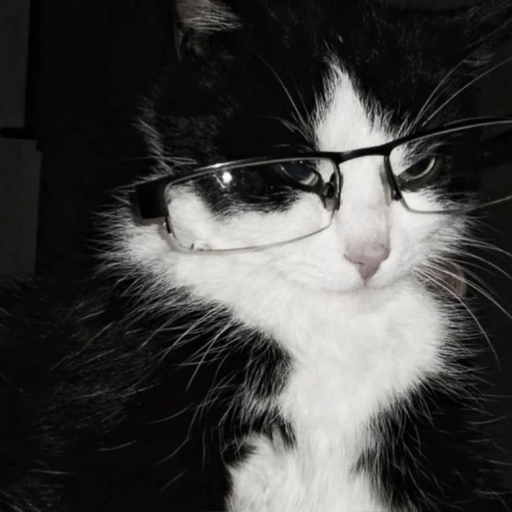 Cat 1