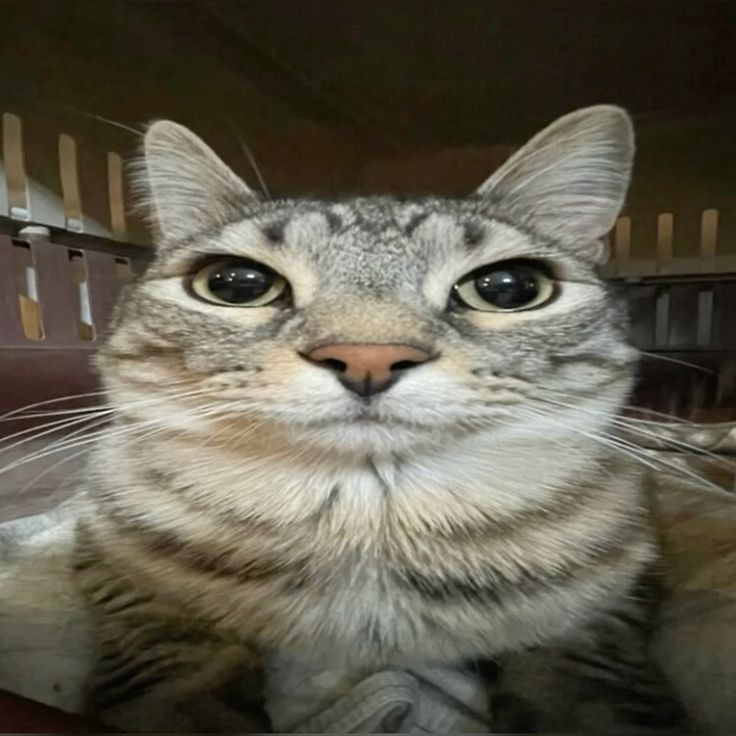 Cat 2