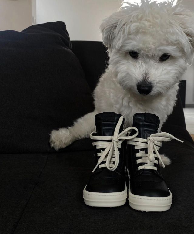 Dog 1