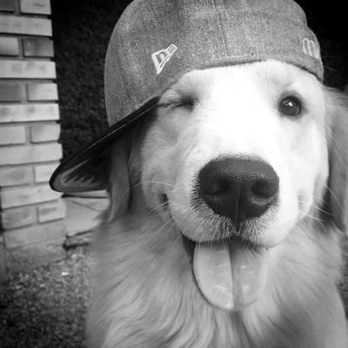 Dog 2