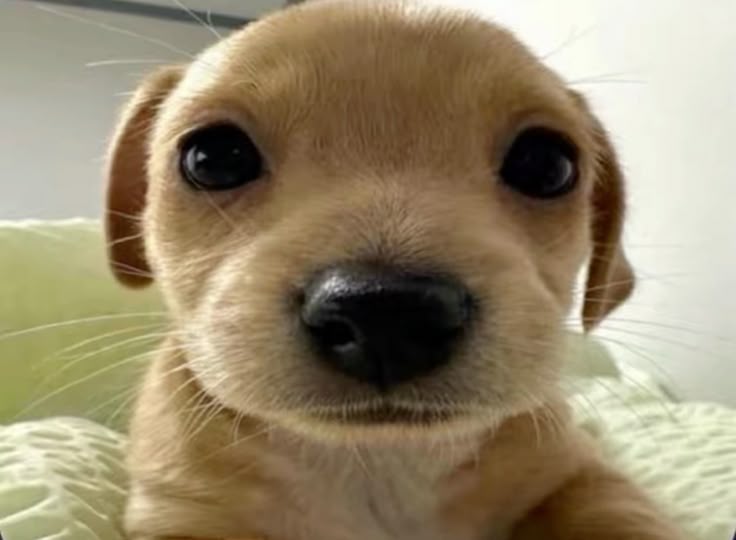 Dog 1